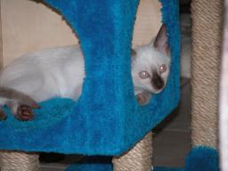 kittens - 071007 27